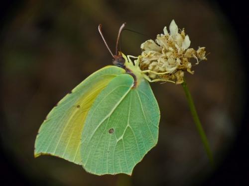 Réf. 199 056 : Gonepteryx cleopatra